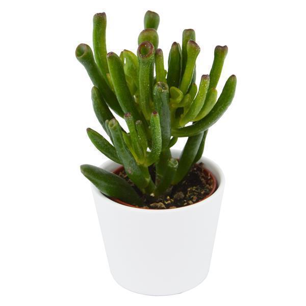 Crassula Coral - 6cm