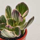 Crassula ovata f. variegata - 6cm