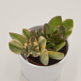 Crassula ovata f. variegata - 8,5cm