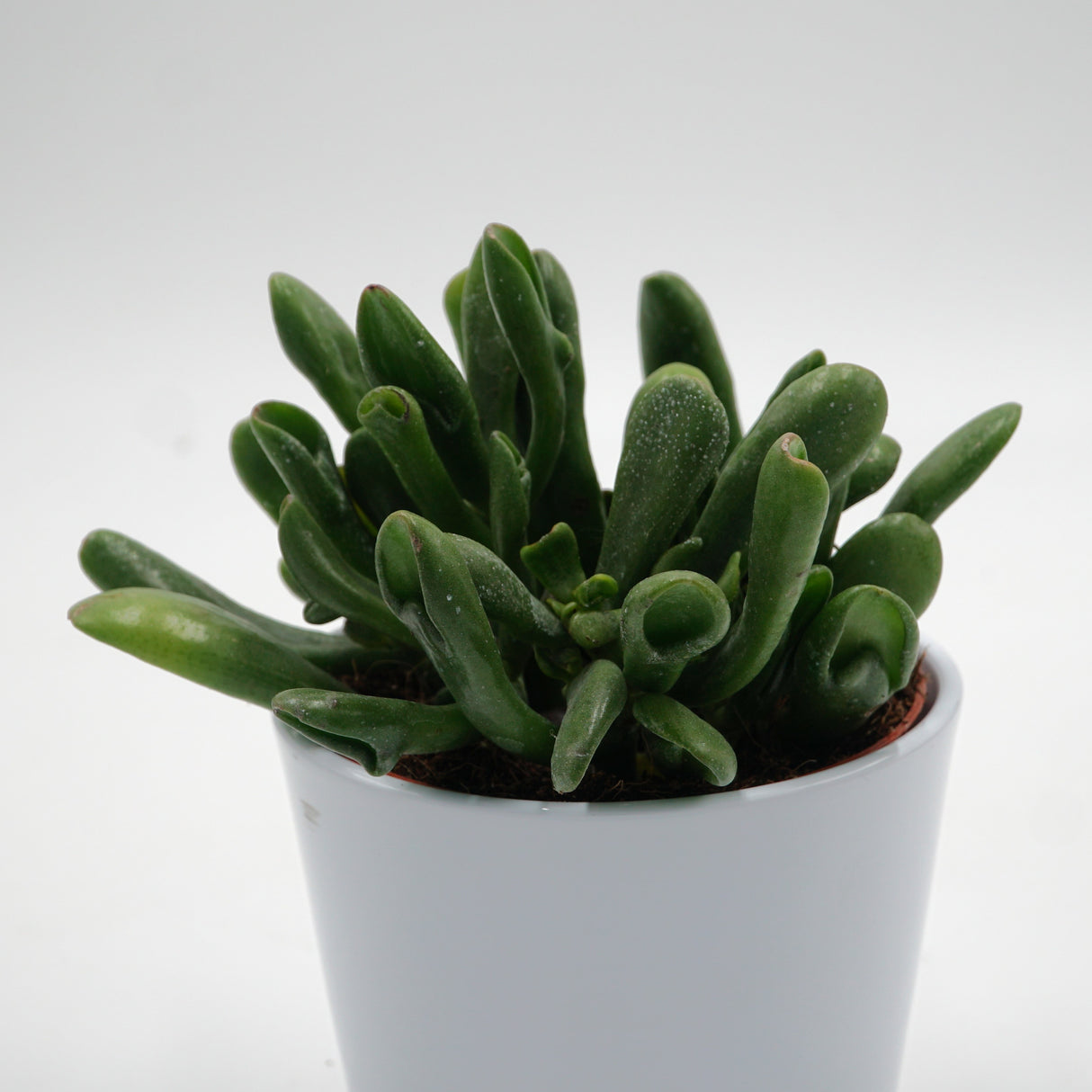Crassula ovata Horn Tree - 12cm
