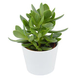 Crassula Money Maker - 6cm