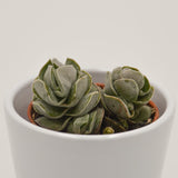 Crassula Pangolin - 5,5cm