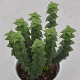 Crassula perforata - 8,5cm