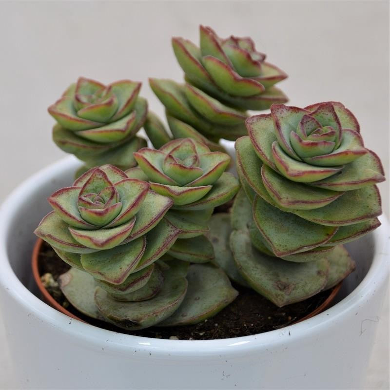 Crassula perforata Giant - 8,5cm