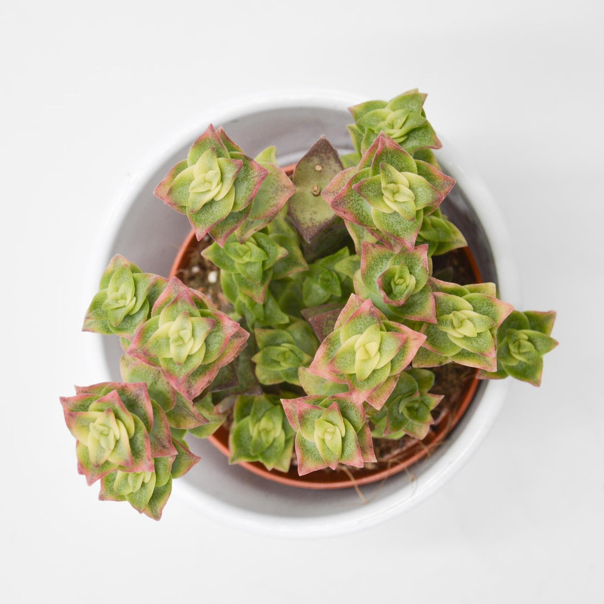 Crassula perforata variegata - 8,5cm
