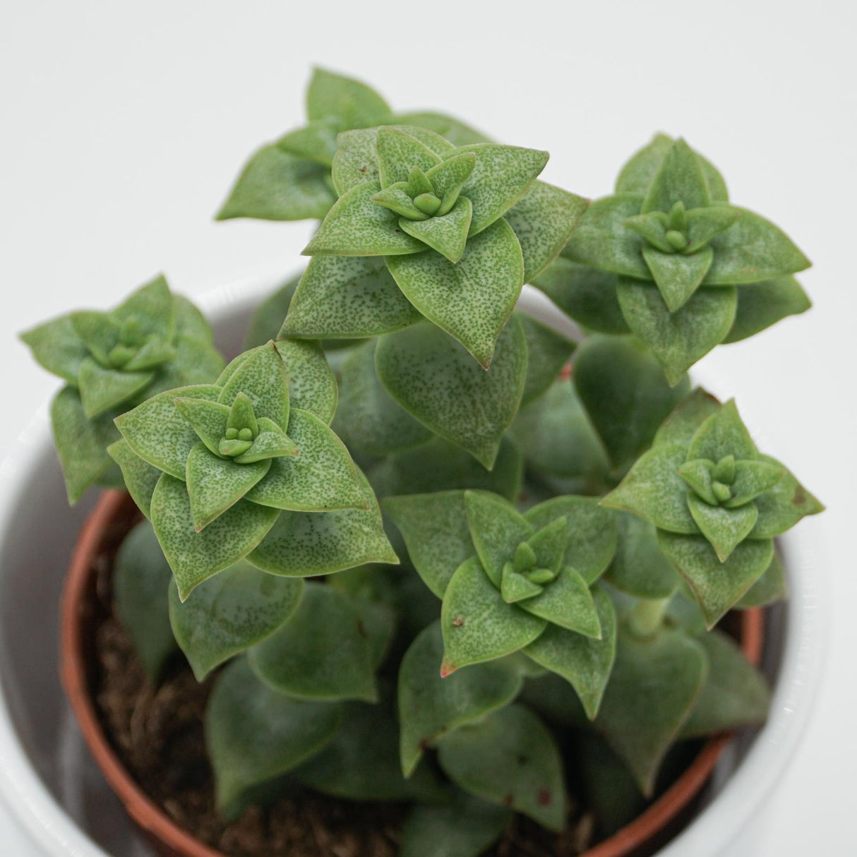 Crassula perforata - 8,5cm