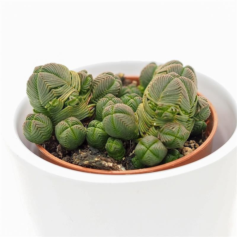 Crassula pyramidalis compactum - 5,5cm