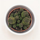 Crassula pyramidalis compactum - 5,5cm