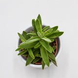 Crassula stretto - 5,5cm