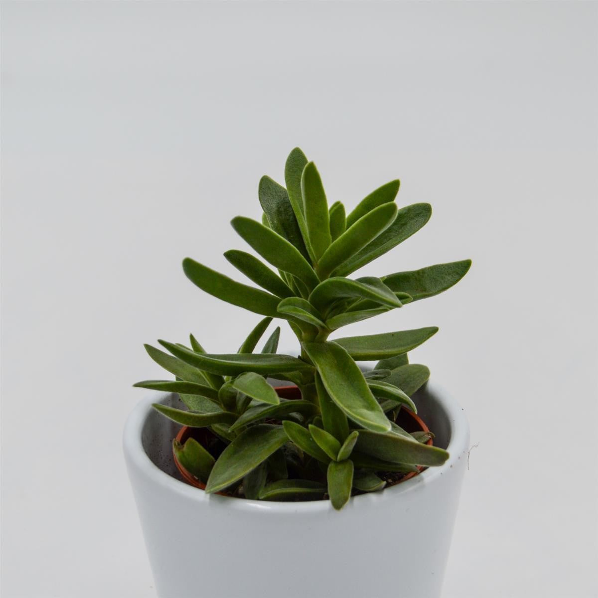 Crassula stretto - 5,5cm