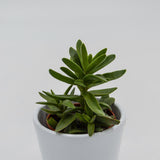 Crassula stretto - 5,5cm
