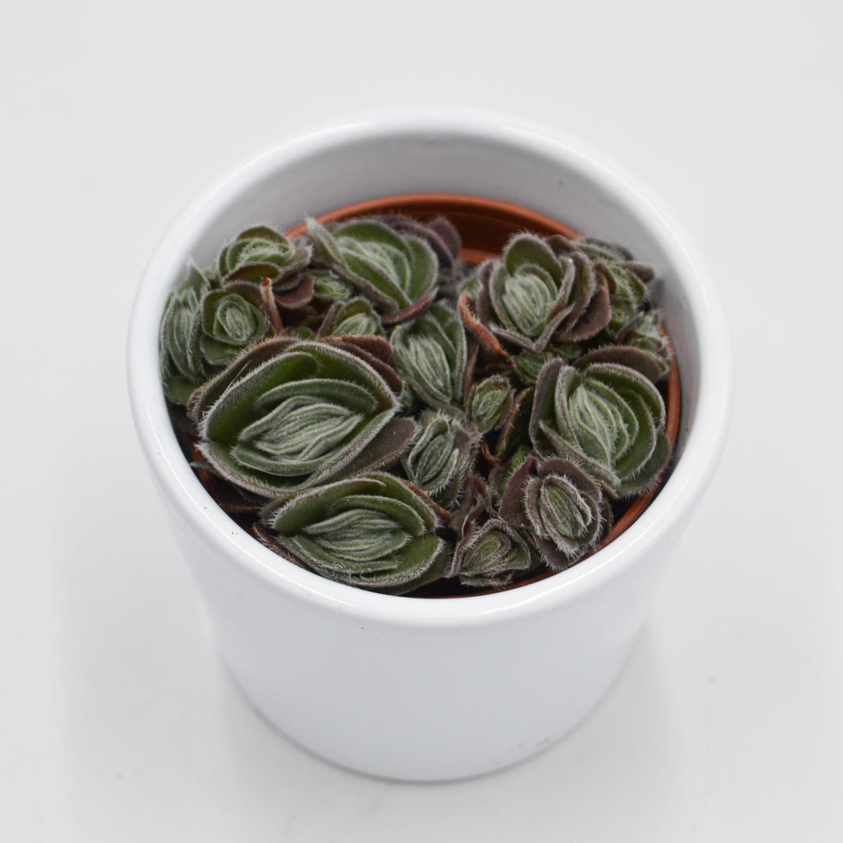 Crassula tomentosa var. glabrifolia - 6cm