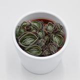 Crassula tomentosa var. glabrifolia - 6cm