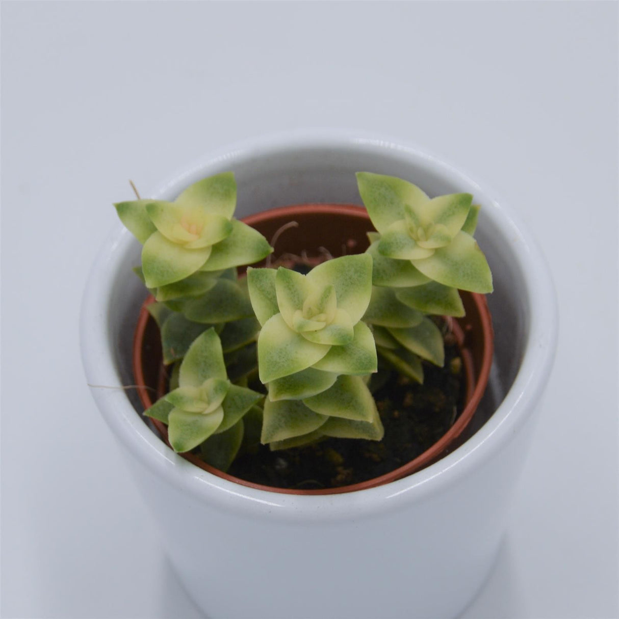 Crassula perforata variegata - 5.5cm