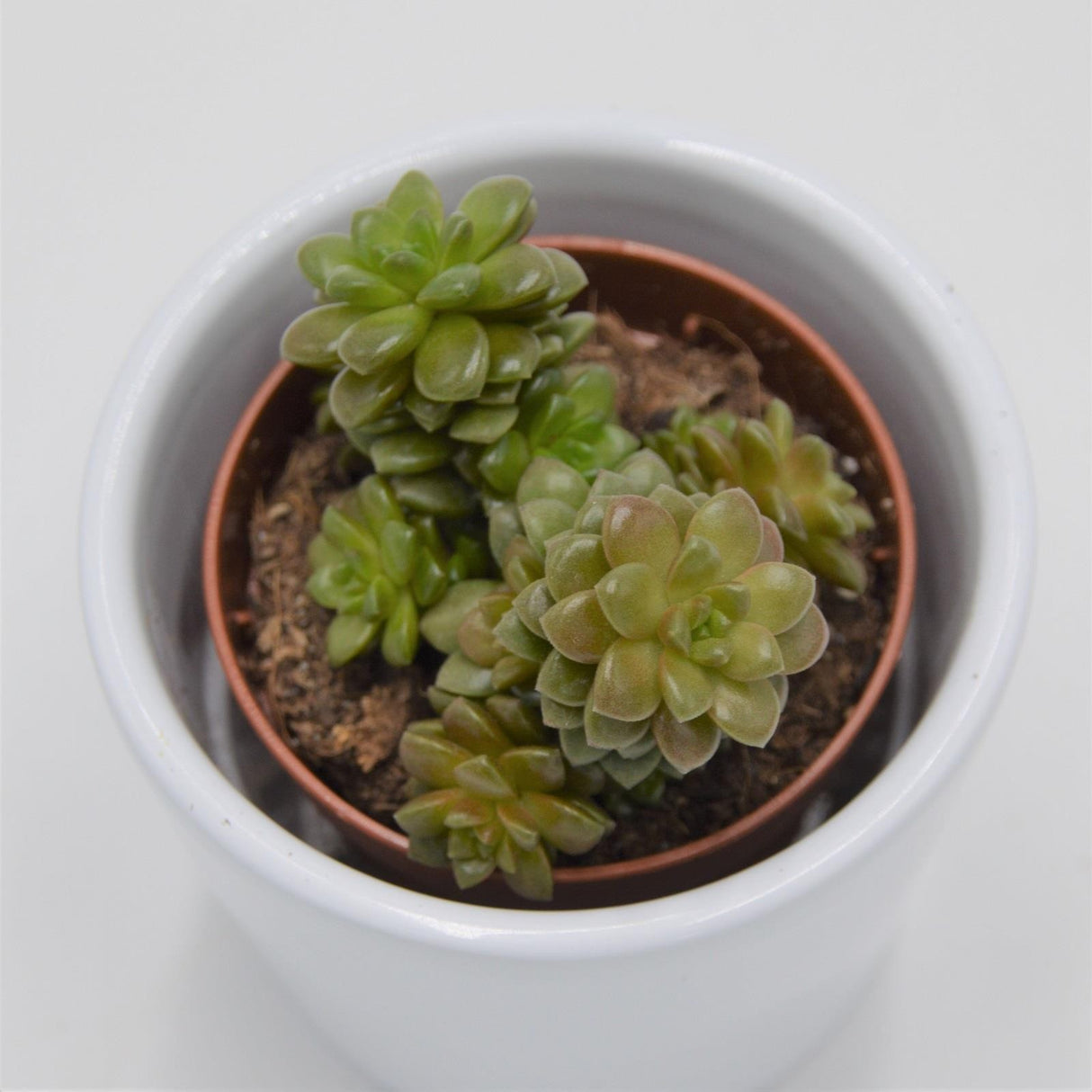 x Cremnosedum Little Gem - 5,5cm