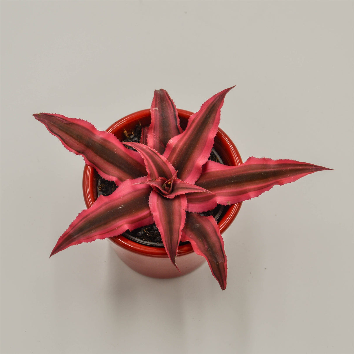 Cryptanthus bivittatus Super Pink - 6cm