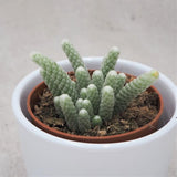 Avonia papyracea - 8,5cm