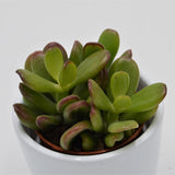 Crassula ovata Convoluta - 5,5cm