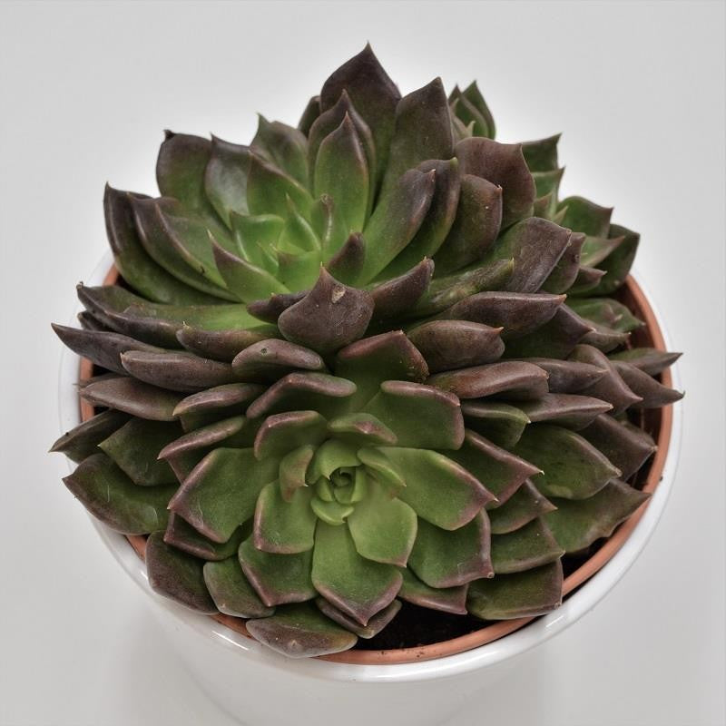 Echeveria Black Prince - 14cm