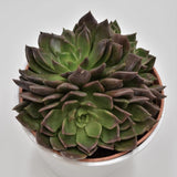 Echeveria Black Prince - 14cm