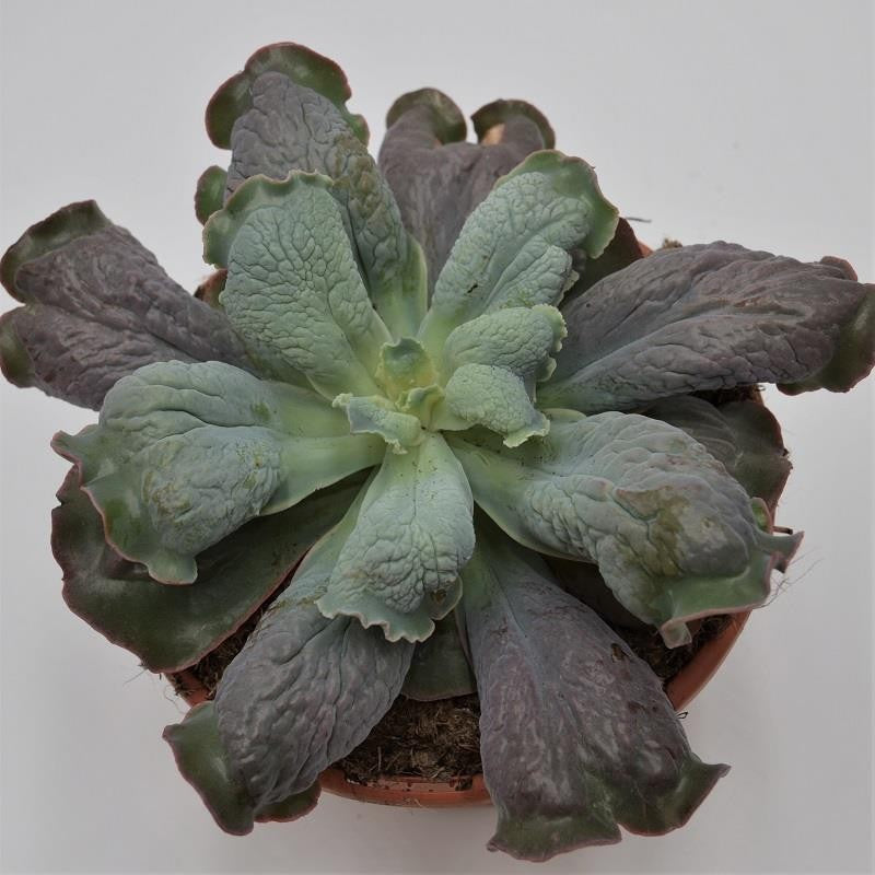 Echeveria Cameo - 17cm