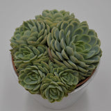 Echeveria elegans - 14cm