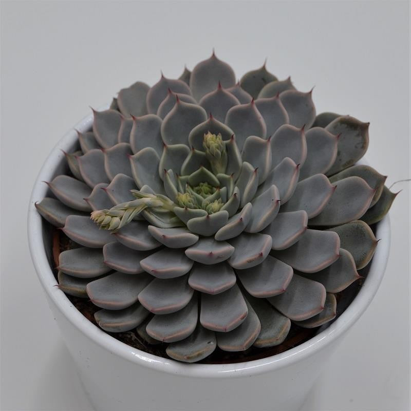 Echeveria cuspidata var. zaragoza Pink - 10,5cm