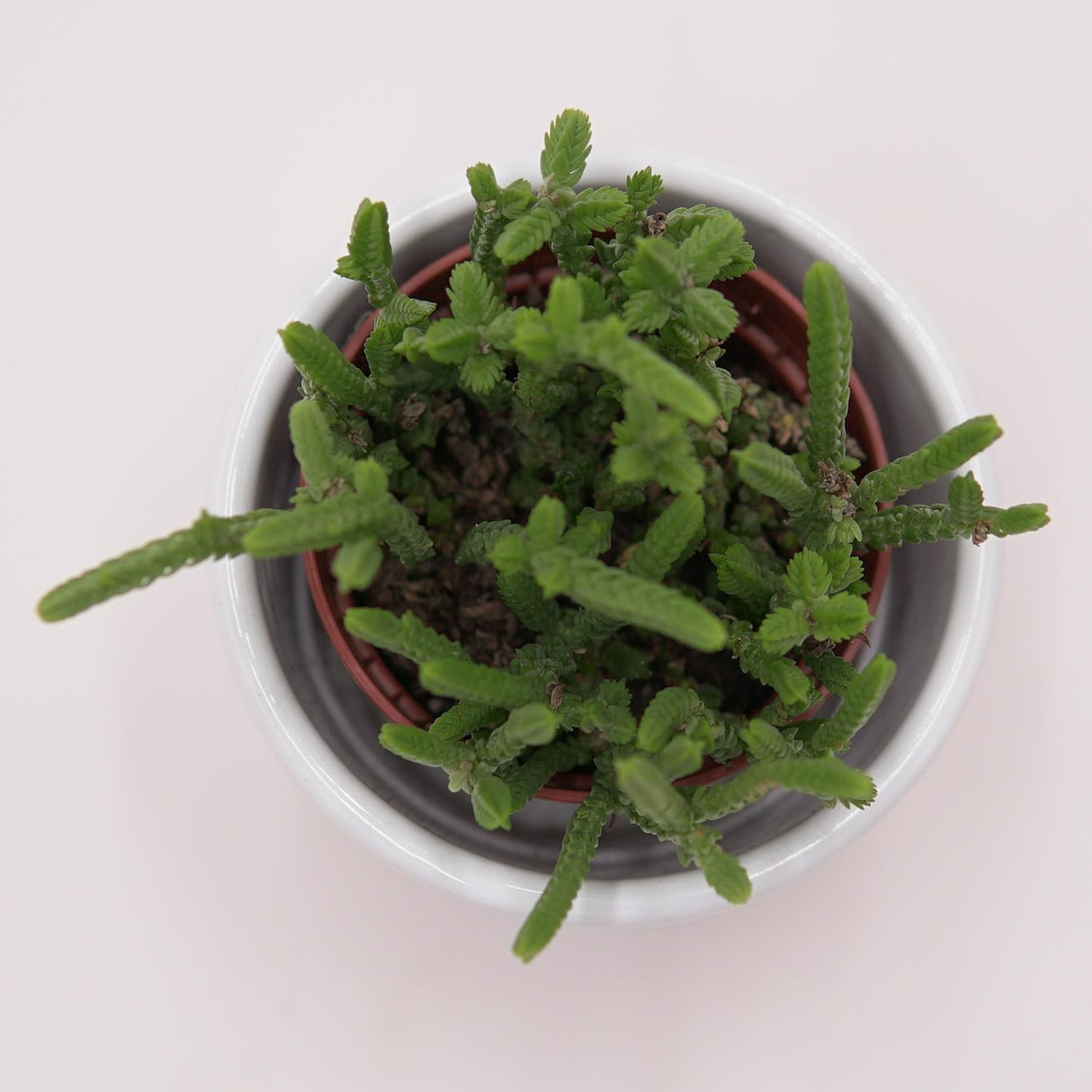 Crassula lycopodioides - 5,5cm