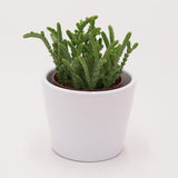 Crassula lycopodioides - 5,5cm