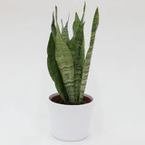 Sansevieria zeylanica - 12cm