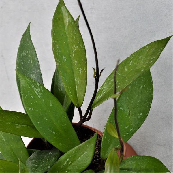 Hoya Publicalix - 12cm