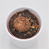 Dioscorea elephantipes Mammoth Oerknol - 6cm