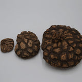 Dioscorea mexicana - Caudex Ø 4 - 7cm