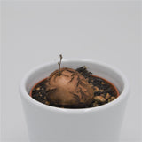 Dioscorea elephantipes Mammoth Oerknol - 6cm