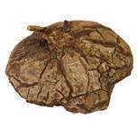 Dioscorea mexicana - Caudex Ø 4 - 7cm