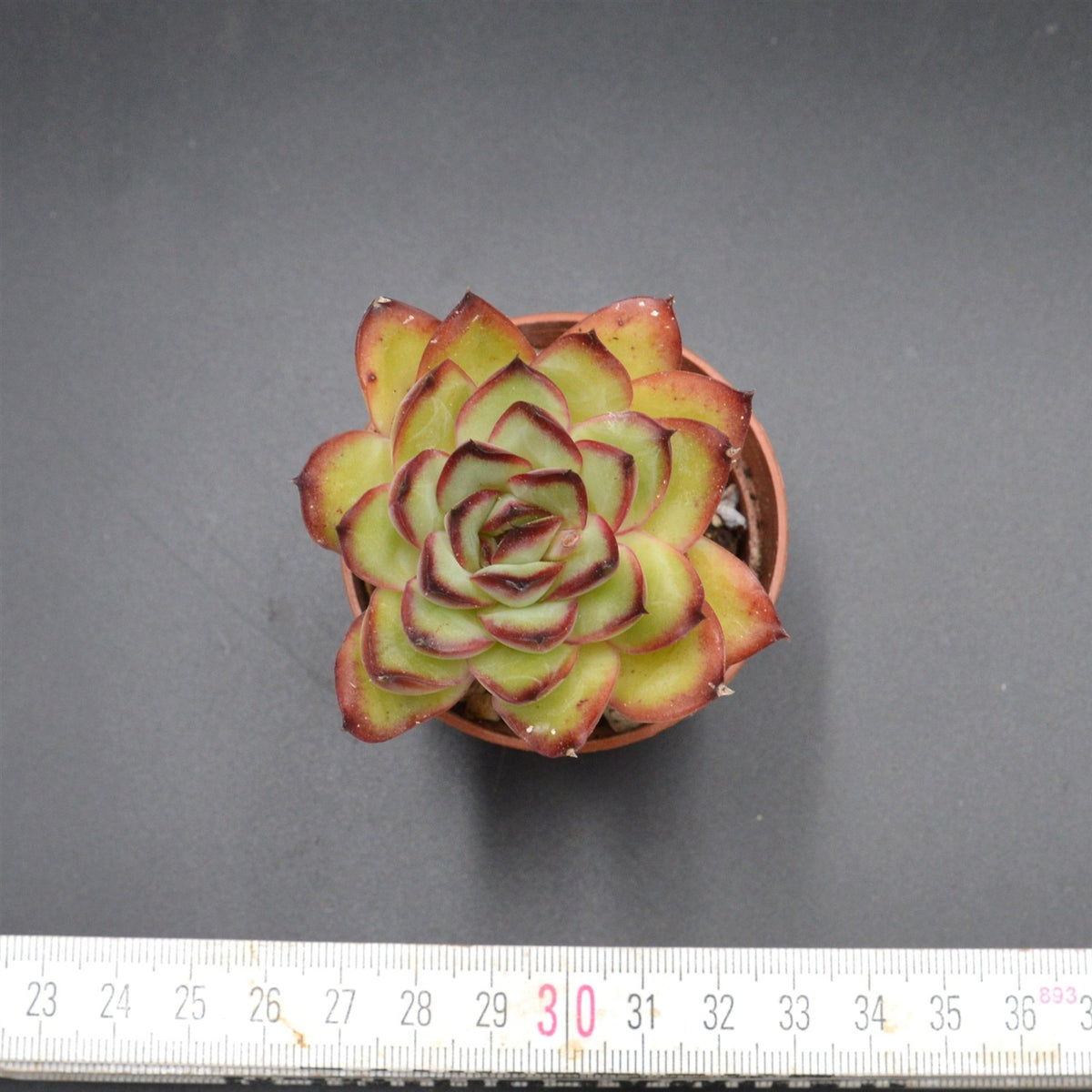 Echeveria Poldensis