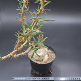 Pachypodium succulentum