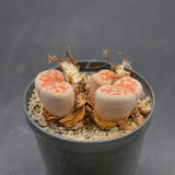 Lithops 1