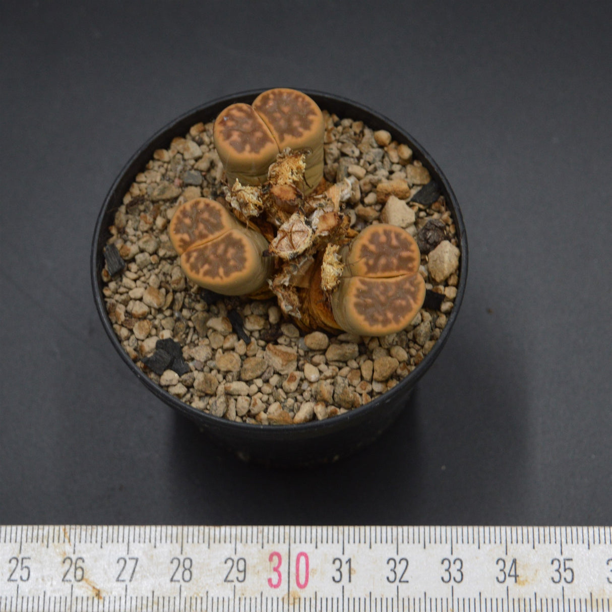 Lithops 2