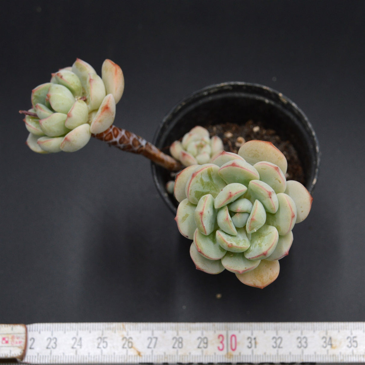 Echeveria derenbergii Hybrid