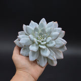 Echeveria Laurince x laui Steckling