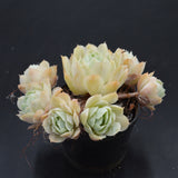 Echeveria Cluster