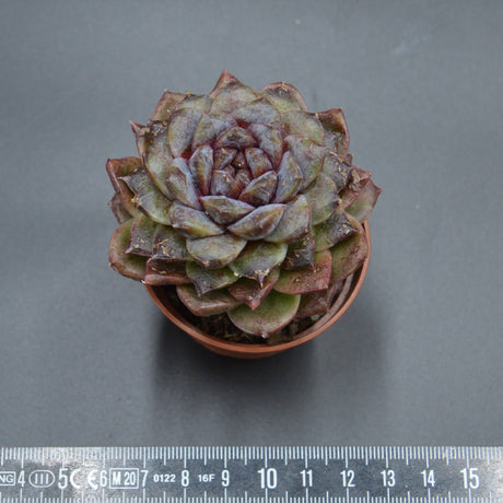 Echeveria albicans x Black Maria