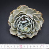 Echeveria laui Hybrid Steckling