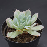 Echeveria hyalina, Santa Domingo
