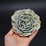 Echeveria laui Hybrid Steckling