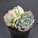Echeveria Ariel Double Head
