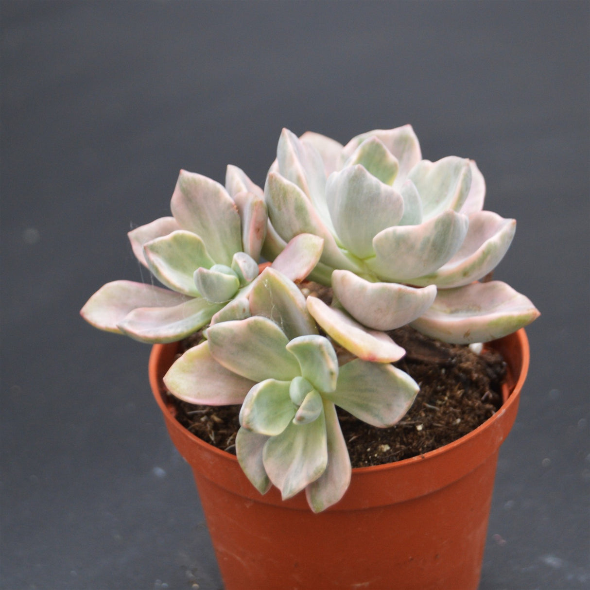 Graptoveria Mrs Richards f. variegata