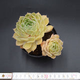 Echeveria Green Apple