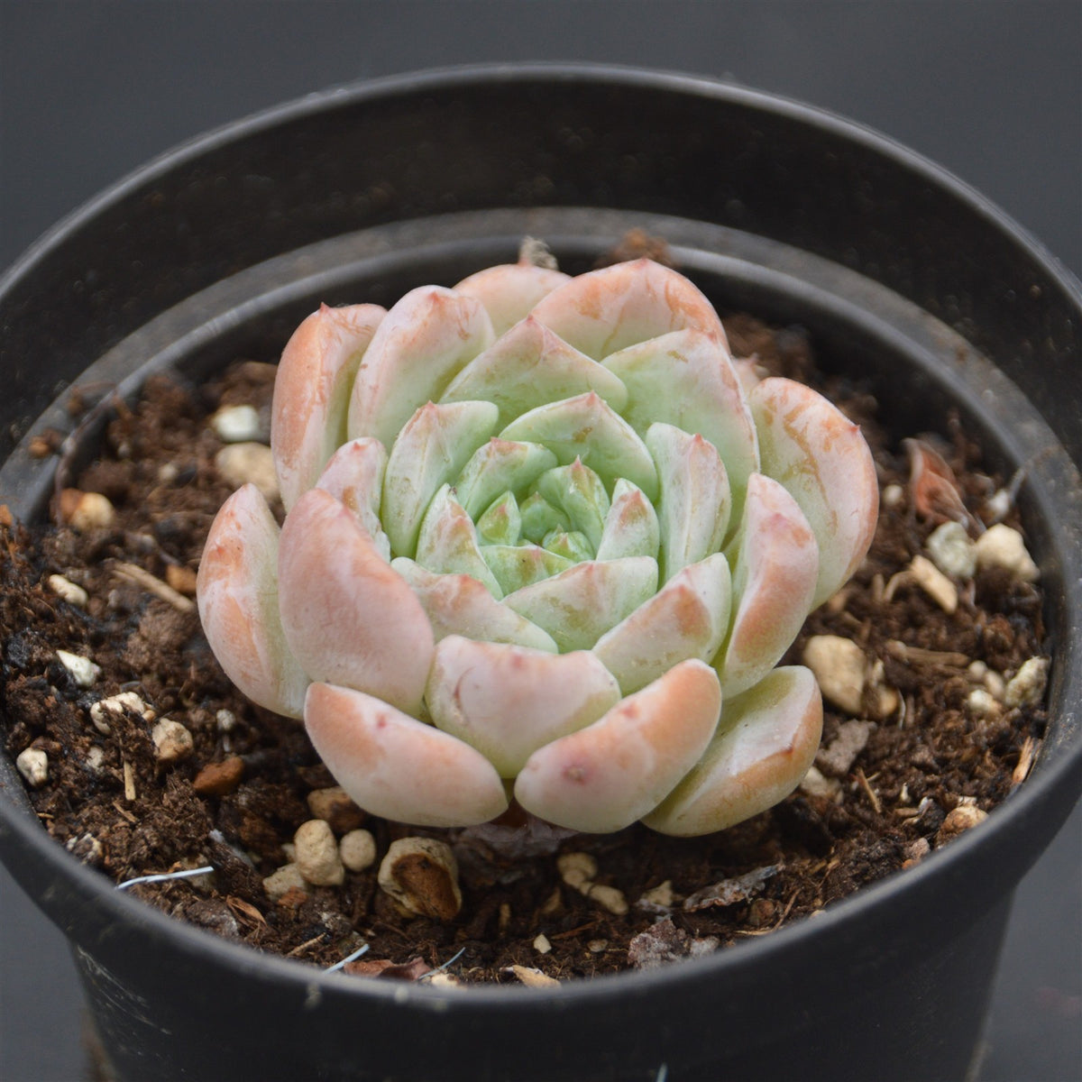 Echeveria Amazing Grace